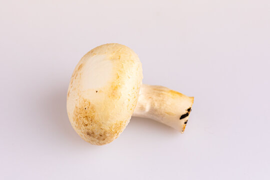 A white bio mushrum, not perfect