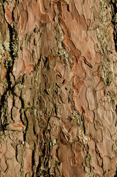 Closeup Of Bark Pattern On Red Pine Tree Trunk