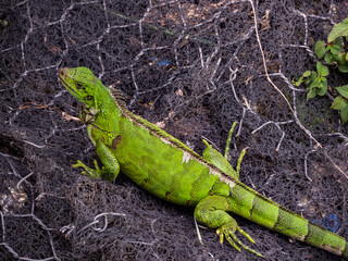 Animal. Amazonia. Lizard