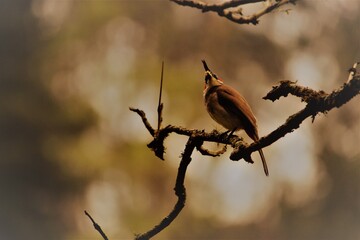 Bulbul