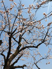 tree branches against blue sky