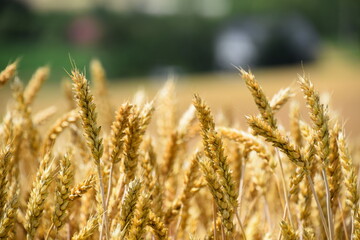 Obraz premium Close up golden wheat plant.