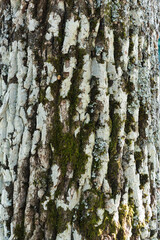 closeup with brown and white tree bark texture