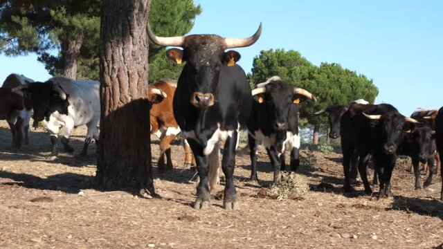Ganader&iacute;a, Toros, Vacas, Animal, Ganado. 