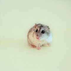 A grey and white Dzungarian hamster sits and looks at the camera on a light yellow background