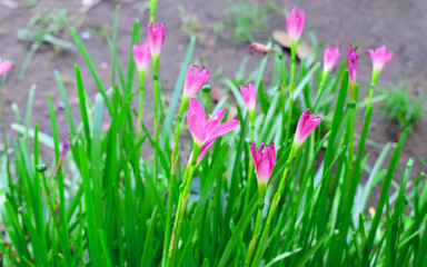 Obraz na płótnie Canvas Pink spring flowers in the garden