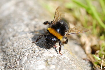 Bee on a rock