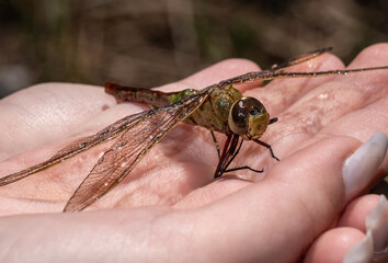 Close-up of dragonfly in a hand