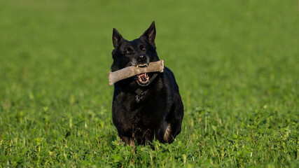Trained black german shepherd retrieving object in a green field, Italy