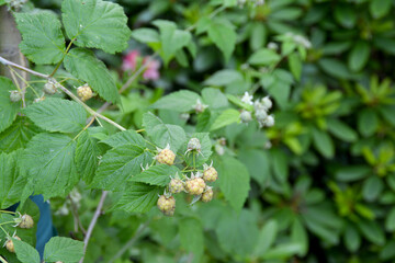 junge unreife Himbeeren, Himbeerpflanze