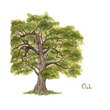 Big mighty oak. Watercolor illustration.
