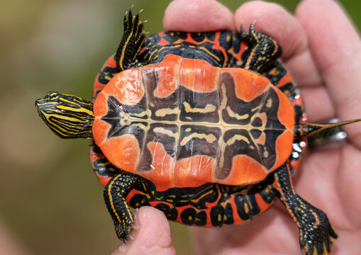Closeup of the colorful shell pattern of a Painted Turtle