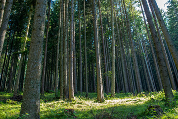Beautiful pine forest on a sunny summer day in the Carpathian mountains, Romania.