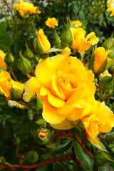 gelb blühende Rosen