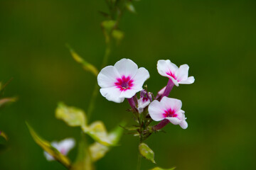 Nahaufnahme rosa Blume Phlox mit einem Bokeh Hintergrund