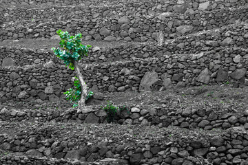 Lonely tree on a trerraced field on the Island of Santo Antao, Cape Verde
