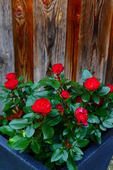 rot blühende Bodendecker Rose