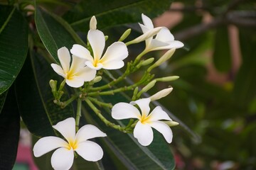 Plumeria flowers, both blooming and not blooming