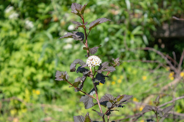 A wildflower with a round head resembling a ball on a summer sunny, hot day.