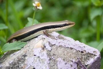One skink was on the end of a cement post.