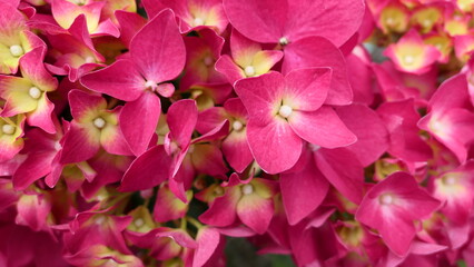 pink and yellow flowers background