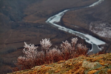 Russia. Mountain Altai. Bushes with frost in the early spring morning on the katu-Yaryk pass with a...