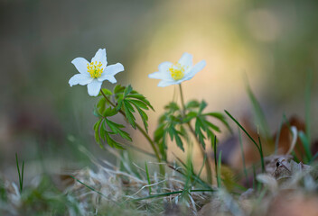 thimbleweed or  windflower also known as wood anemone - Anemone nemorosa in natural habitat.