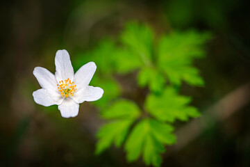 Obraz na płótnie Canvas thimbleweed or windflower also known as wood anemone - Anemone nemorosa in natural habitat.
