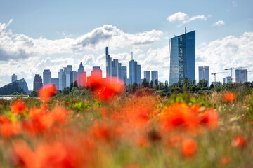 Obraz premium Skyline von Frankfurt am Main mit Mohnblumenfeld im Vordergrund