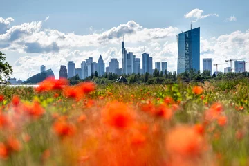 Skyline von Frankfurt am Main mit Mohnblumenfeld im Vordergrund © helmutvogler