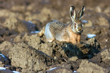 The European hare (Lepus europaeus).