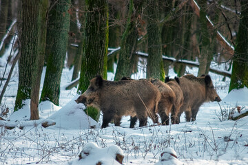 Group of wild boars, sus scrofa, in winter nature.