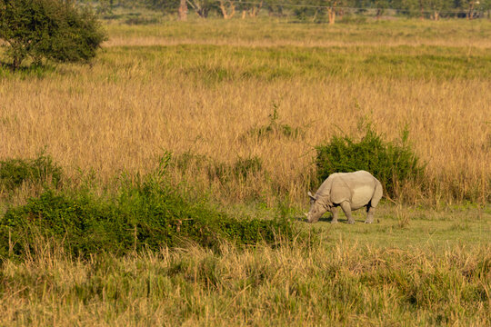 A single horn rhino grazing on grass in the grasslands of a national park of Assan in India on 6 December 2016