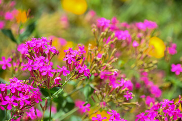 Fototapeta premium Close up of pink flowers.