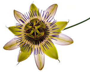 Passion  flower - passiflora isolated on white background