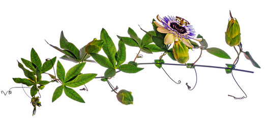 Passion  flower - passiflora isolated on white background
