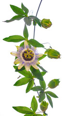 Passion  flower - passiflora isolated on white background