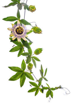 Passion  flower - passiflora isolated on white background
