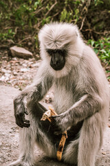 big gray monkey eating a ripe banana on the street