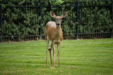 Backyard Deer