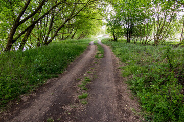 Fototapeta na wymiar Country road leading through green thickets