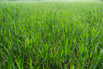 Field sown with cereal as a green texture