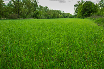 Field sown with cereal as a  texture