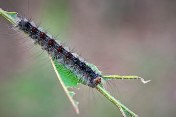 Raupe des Schwammspinner s ( Lymantria dispar ).