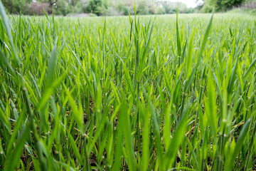 Field sown with cereal as a green texture
