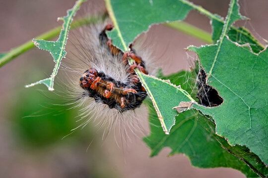 Raupe des Schwammspinner s ( Lymantria dispar ).