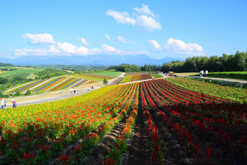 Beautiful landscape in Shikisai hill, Biei town, Hokkaido, Japan, with blooming summer flowers field and Tokachi mountain range in background.