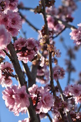 Flowers that fill the season with colors