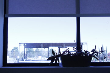 Window view
Ventana sombra