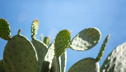 Eastern Prickly Pear cactus, Opuntia Humifusa against blue clear sky background